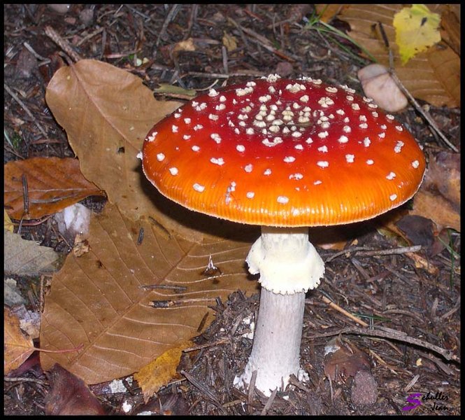 Champignon 2 copie
